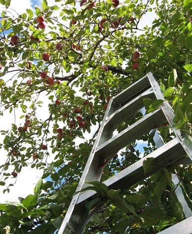 לטפס על עץ גבוה? – ציוד הרמה שימושי לגיזום הבוסתן
