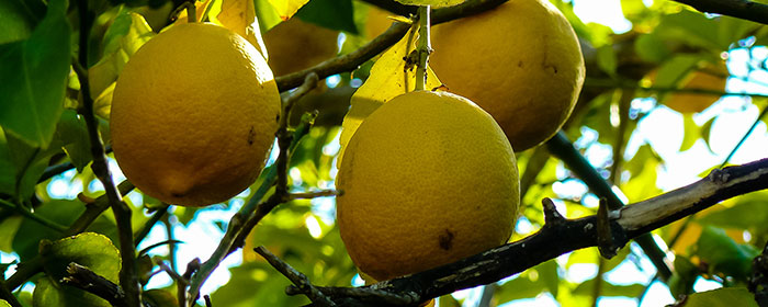 גיזום עץ לימון – 4 טעויות נפוצות